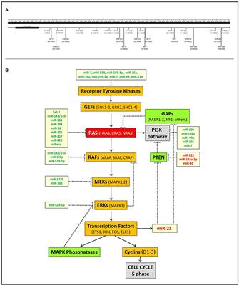 The Importance of microRNAs in RAS Oncogenic Activation in Human Cancer